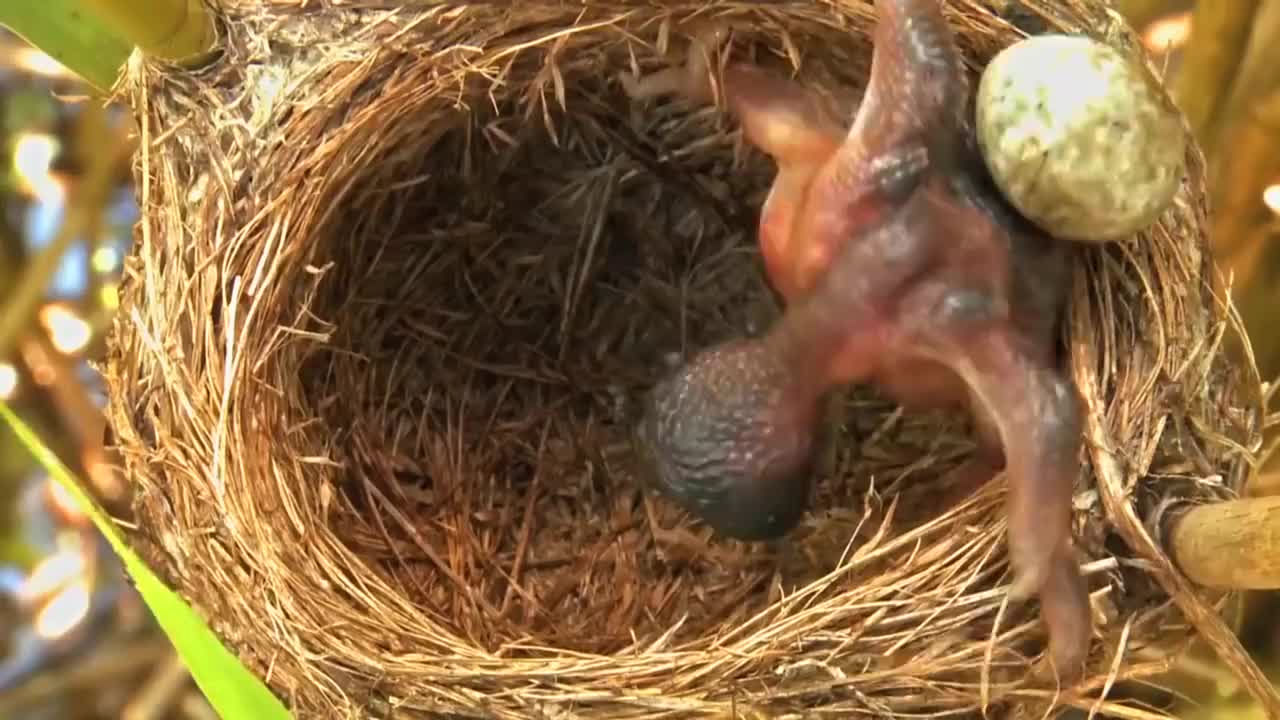 幼鸟出生三天内,就必须跳下"万丈悬崖",这究竟是为什么?