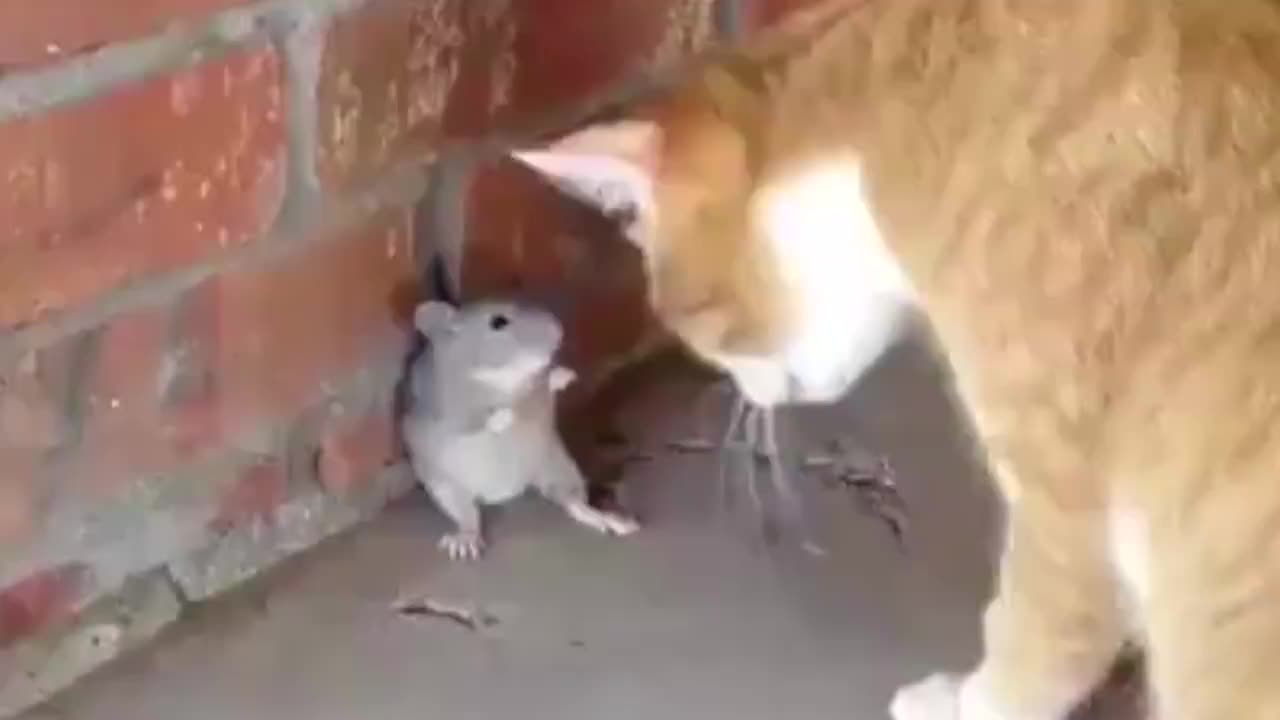 一只猫被老鼠追了半条街!猫无处可躲,镜头记录全过程