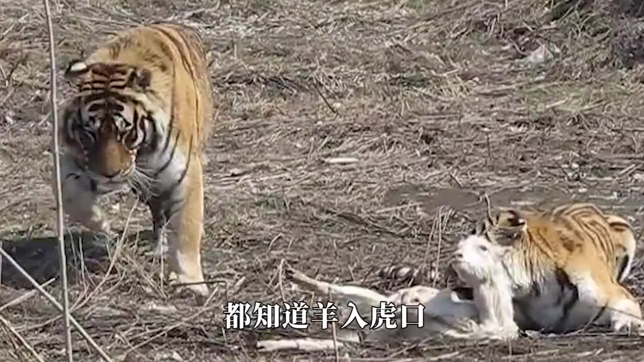 山羊进了老虎窝,以为是羊入虎口,没想到最后还长胖了,镜头记录