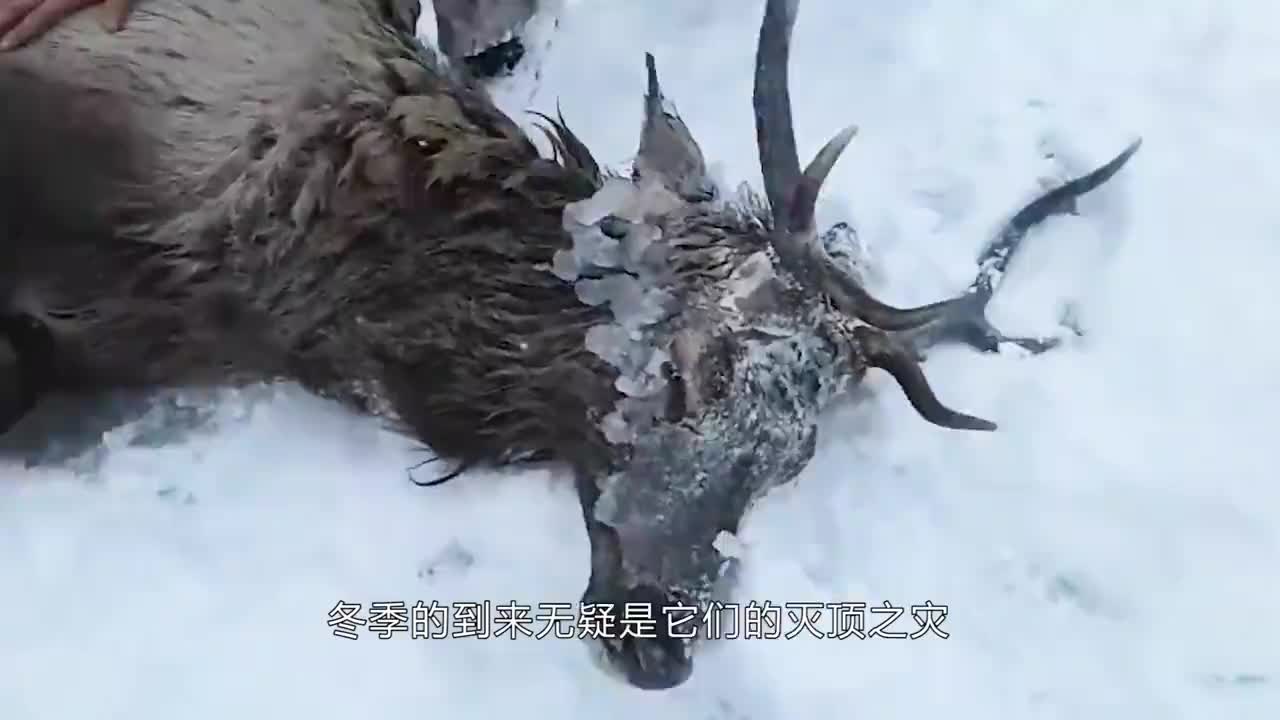 男子解救"被冻"鳄鱼,却反倒被指责,原来好心办了坏事