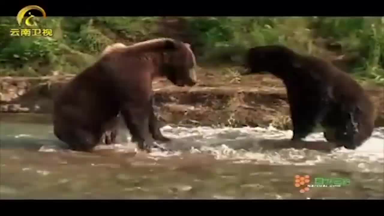 两头母熊为捕鱼大打出手 随着一头小熊的参与 斗争结束了 新浪新闻
