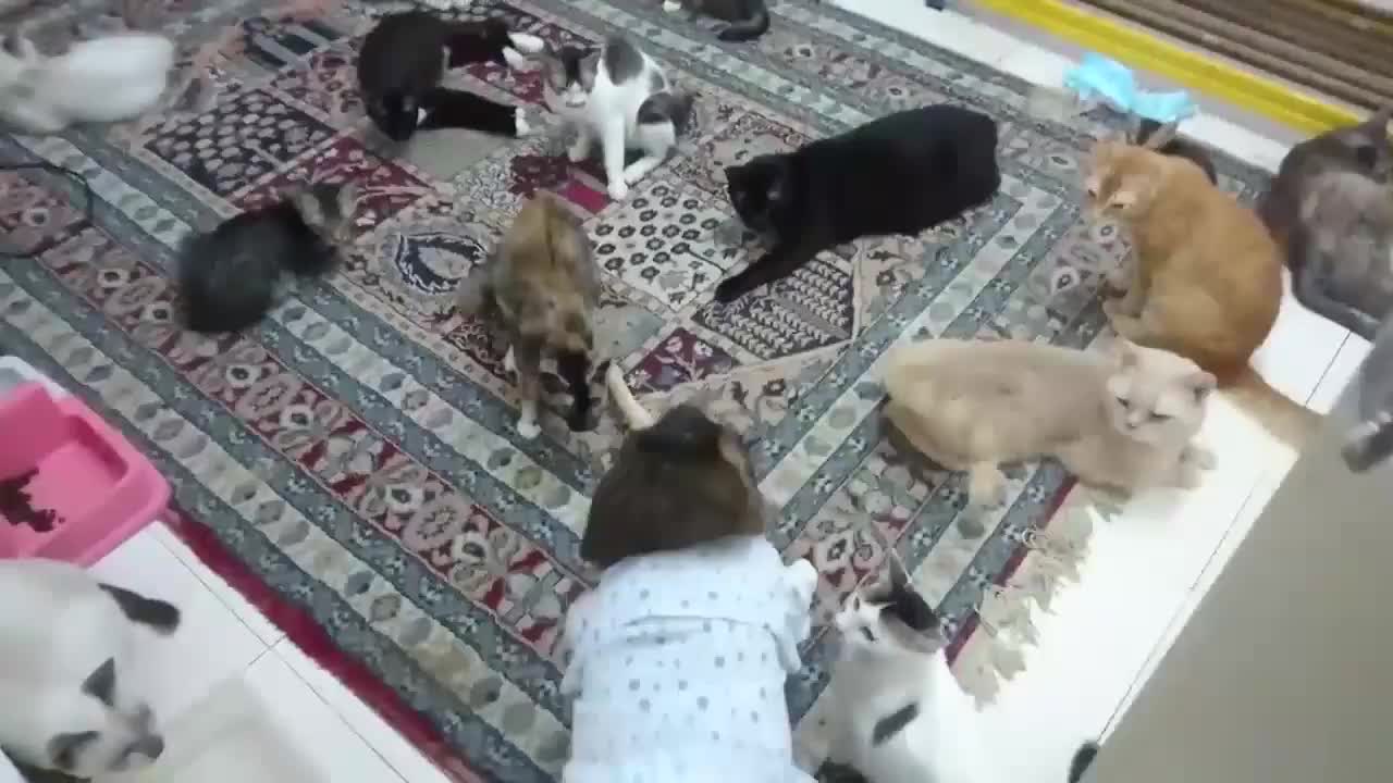 猴子夏奇去猫舍玩耍 小猫们都不愿意被它翻牌子 夏奇有点郁闷了 猴子 新浪新闻