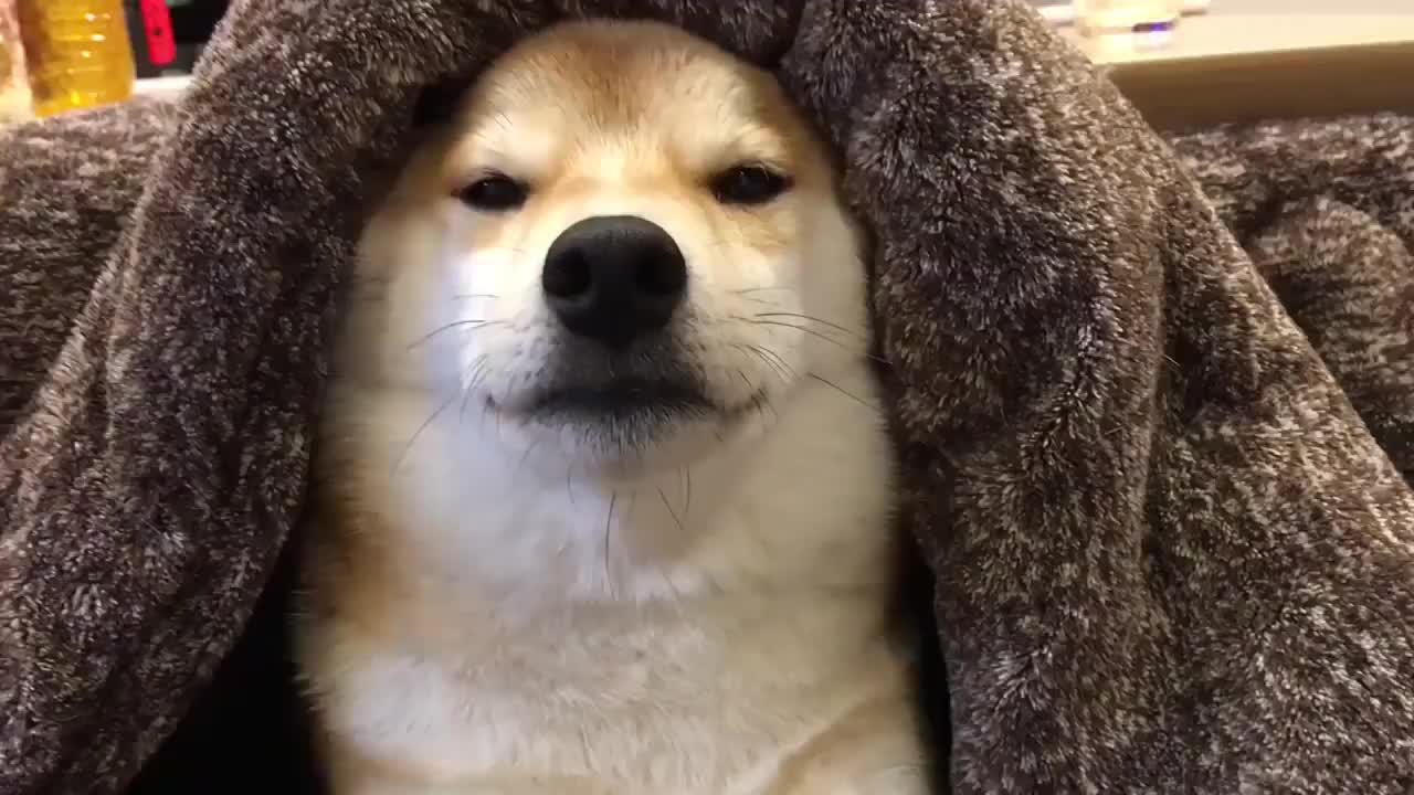 柴犬吹着空调盖着被子躺在床上睡觉这狗生真让人羡慕啊