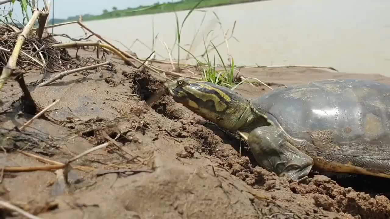 野外实拍:乌龟出来觅食,小眼瞪小眼滴,看谁更厉害?