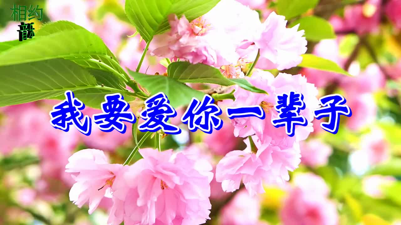 一首醉人情歌《我要爱你一辈子》永远不分离,太美了,真的醉了!