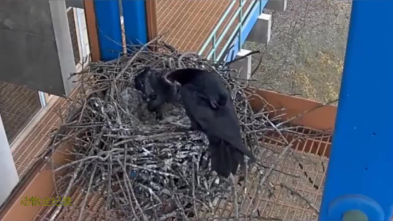 乌鸦窝建到了居民区,巢中只有一只小乌鸦,看妈妈带什么给它吃了