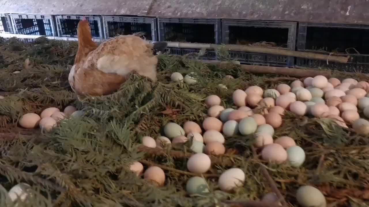 茶山散养土鸡,到处下蛋怎么办?连刺都不怕