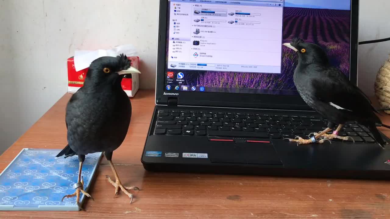 小八哥看到屏幕里换毛时候的自己它的第一反应有点好笑