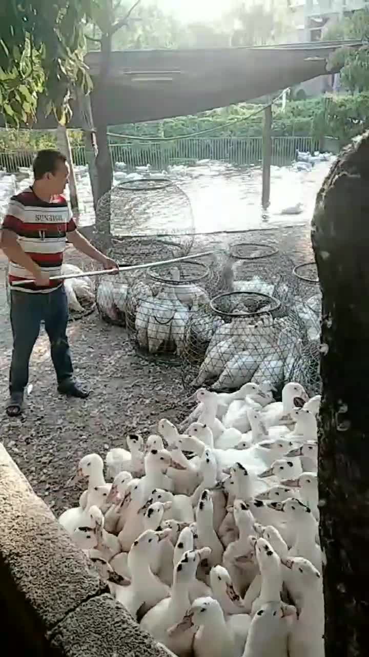 这是什么神器这样抓鹅省事多了真是活久见