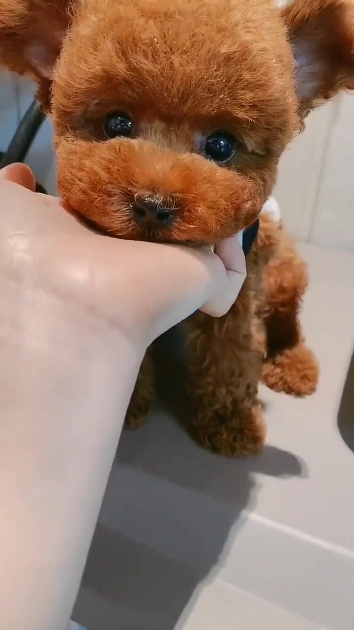 棕色毛发的立耳茶杯犬,总会让我误以为,它是小熊