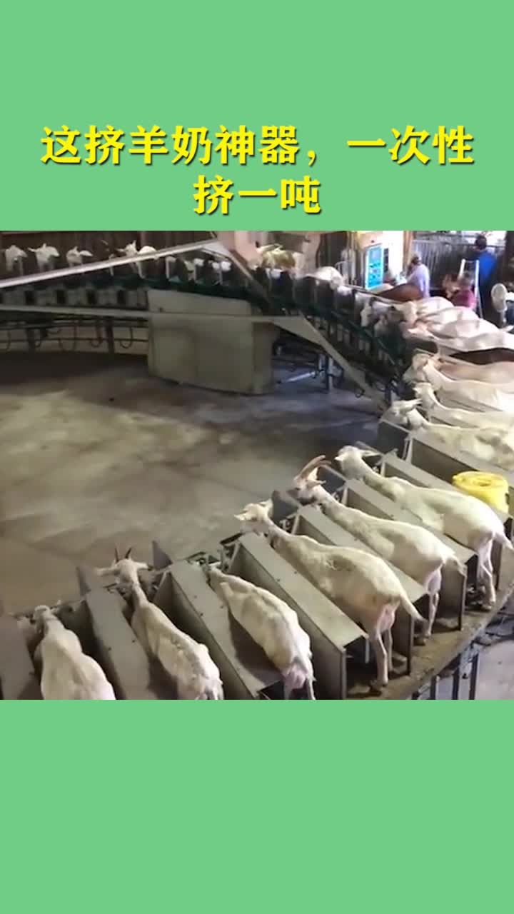 这挤羊奶神器,一次性能挤一吨,画面好壮观!