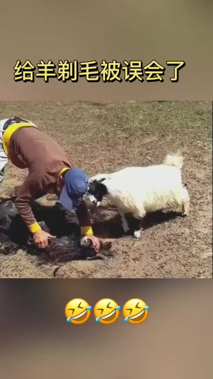 给羊剃毛被误会差点把我送走羊你放开小黑