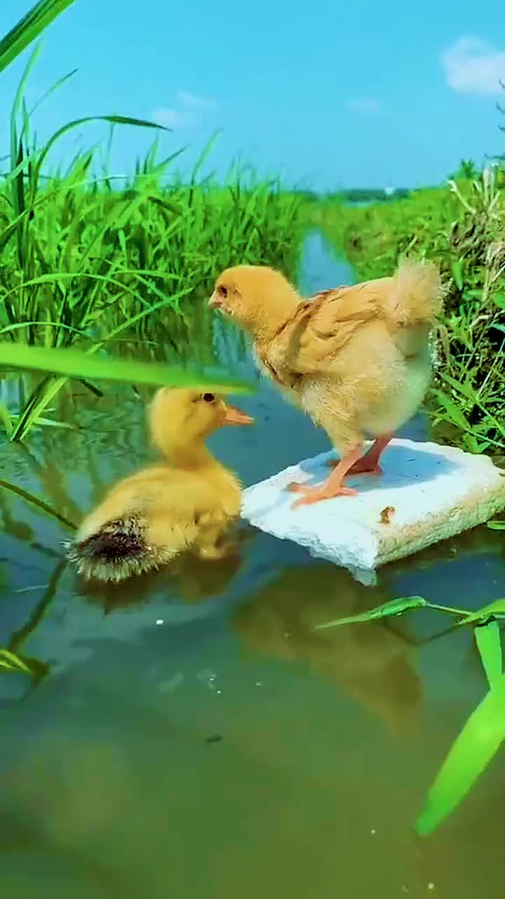 小鸡用这一招,也体验了一把游泳的感觉,这一幕看着太和谐了!