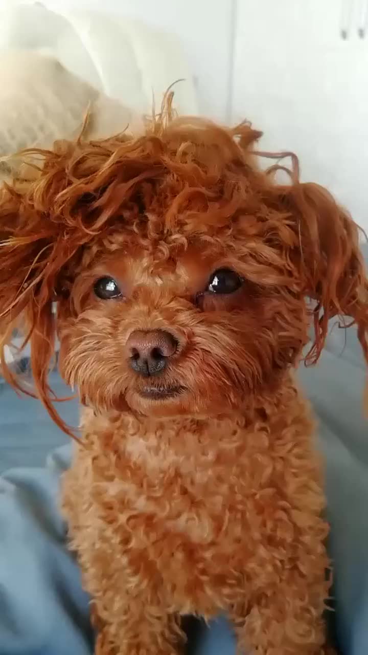 泰迪米粒儿头发咋弄的