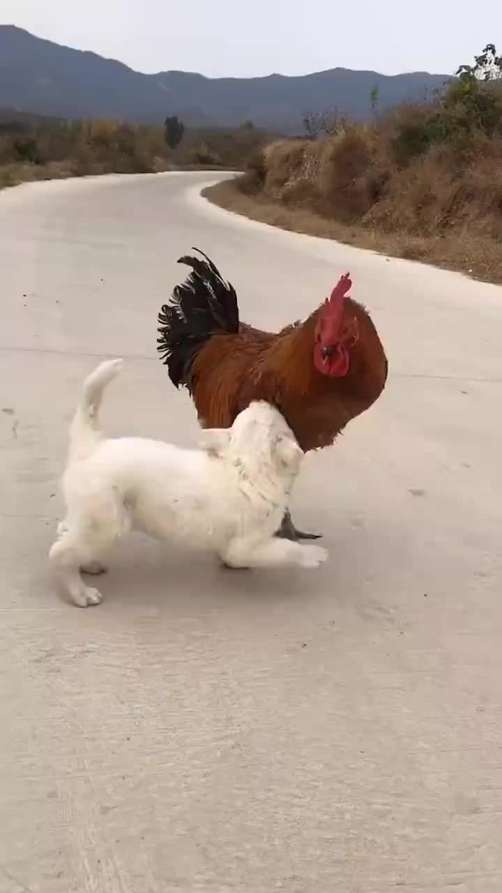 鸡狗大战