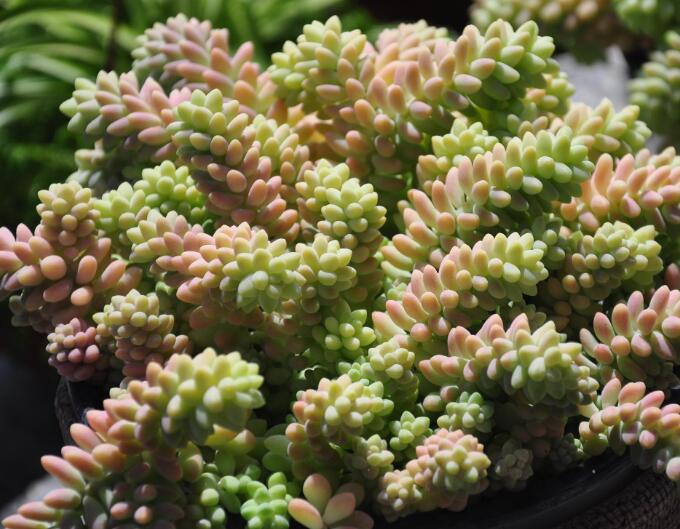 此3种多肉造型好看好养活现在养正合适