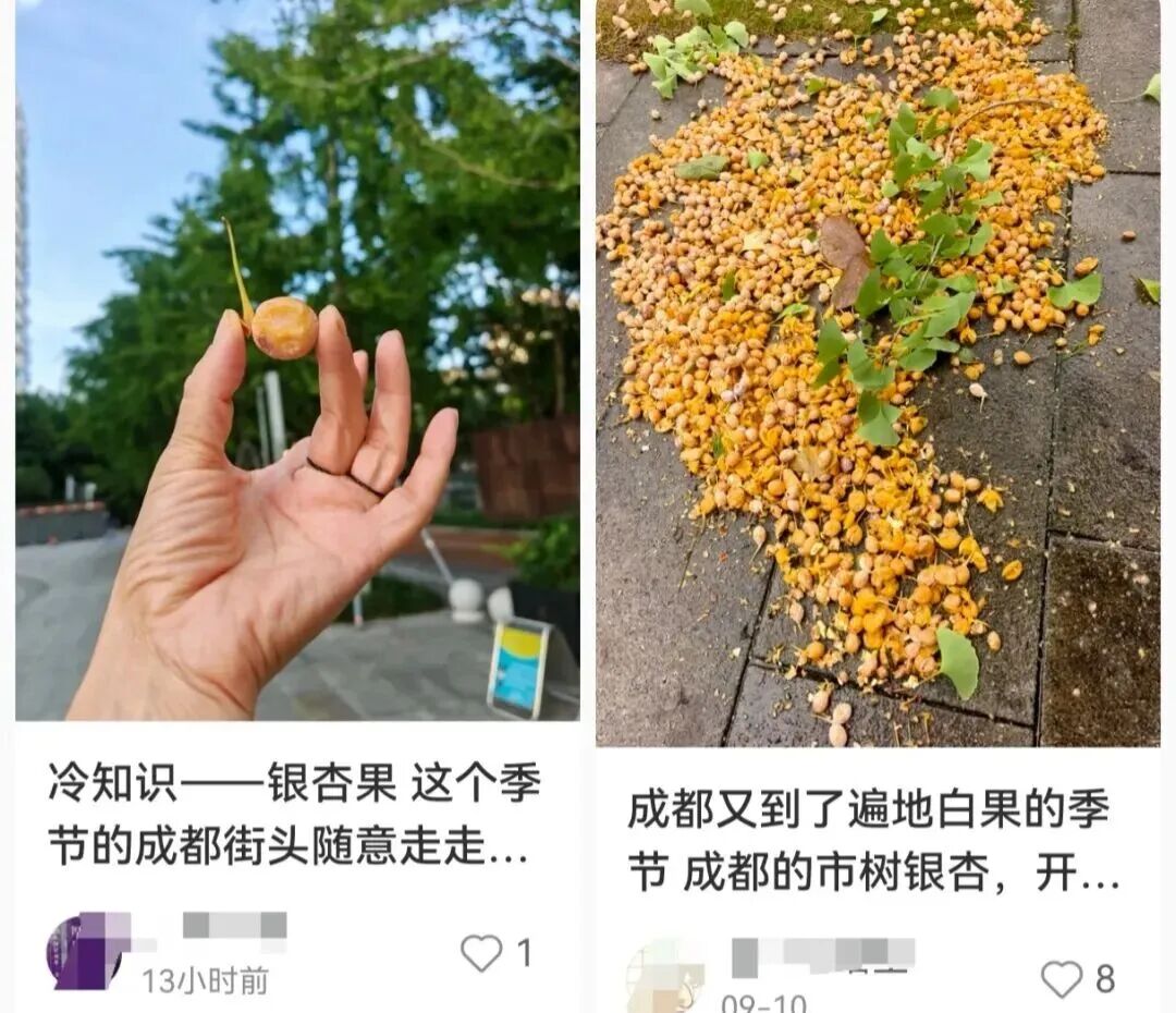 别乱吃乱碰，有毒！大连街头近期大量出现……