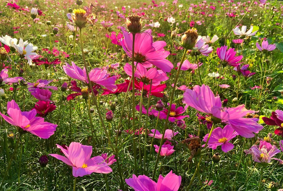 格桑花,又名秋英,袅娜的身姿却坚韧顽强,象征着幸福美好_高清图集