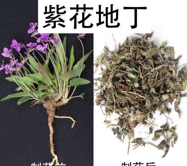 性寒归经肝肾膀胱经功效清热利尿祛痰凉血;兰花地丁草有清热解毒活血