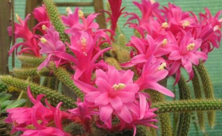 庭院选这几款花 花姿妖娆 花期长 拦都拦不住 财经头条