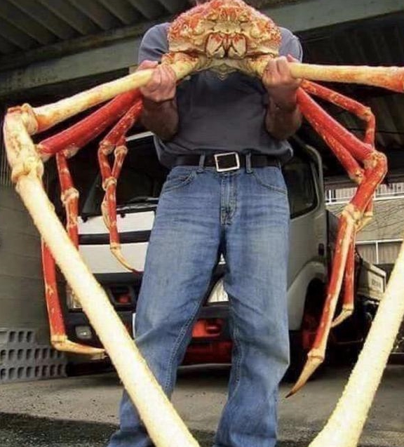 世界上最大的螃蟹,寿命百岁以上,体长可达2.4米__财经头条