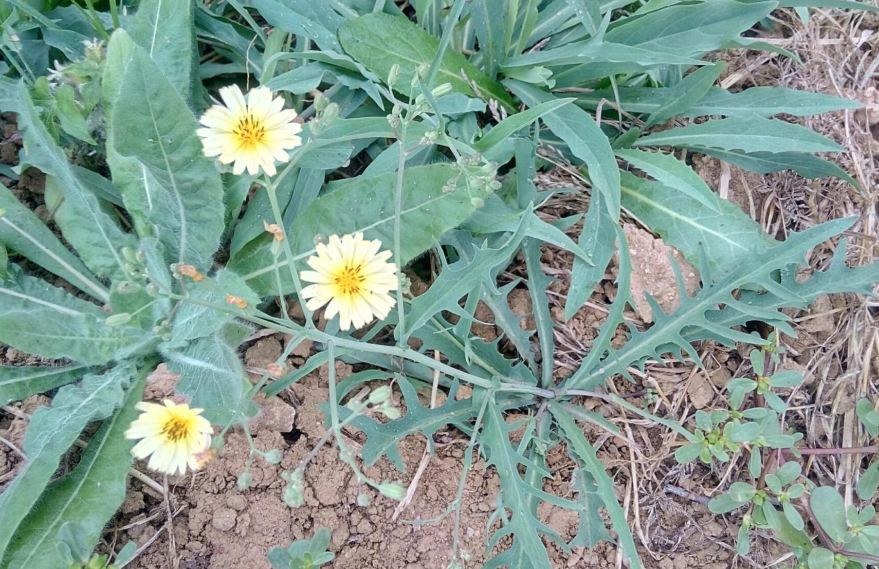 苦荬菜又叫做野莴苣,苦麻菜,在田边,荒地这些地方