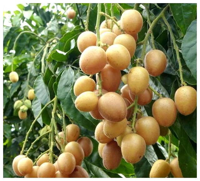 夏天吃点水果,不光好吃,还能理气消食化痰,赏味期只有一个月