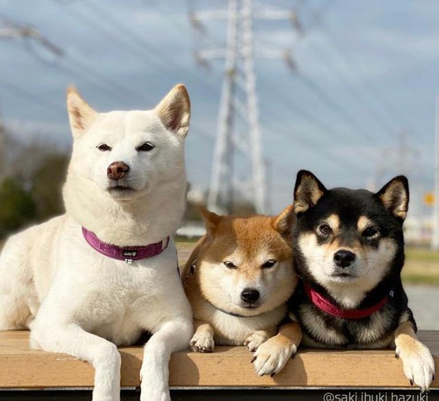 三只狗的图片代表什么图片