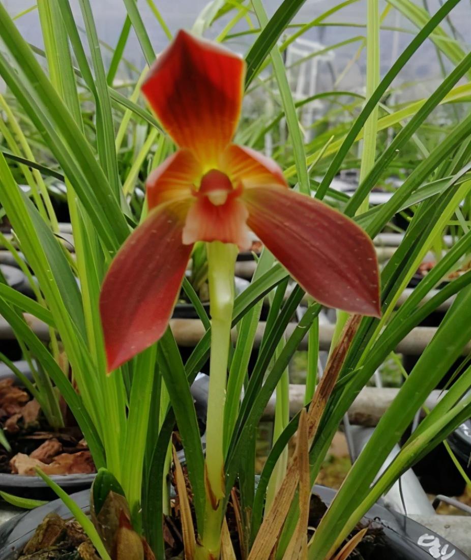 豆瓣名花"红河红",顶级红花,兰香十足,瓣型大气,很适合新手