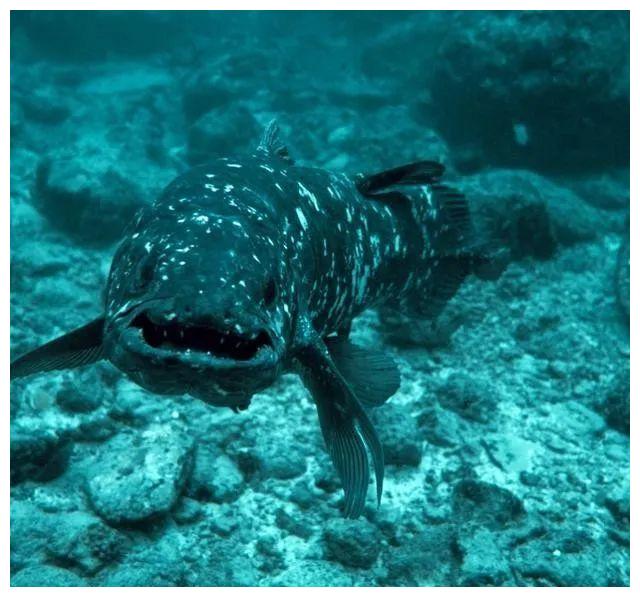 亿万年前的远古生物被发现,海底下真的存在另一个世界