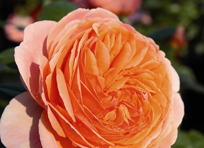 喜欢菊花,不如养盆"优良玫瑰"帕特奥斯汀,端庄秀丽,美艳无比