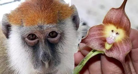 这种植物叫猴脸花开花跟猴脸一样长相奇葩表情太亮了