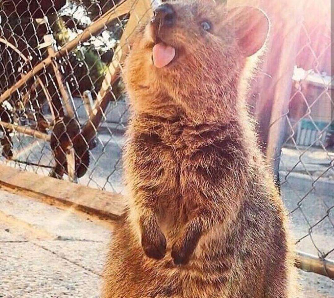 短尾矮袋鼠:它估计是这个世界上最开心的小家伙吧!_高清图集_新浪网