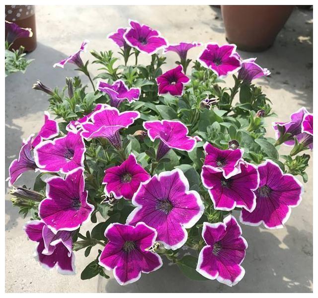 客厅最旺的十种花 7a31-cc34f9c26a7ed084c5d8af15bc33def4.jpg