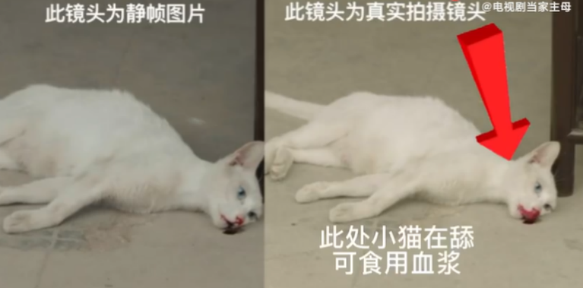当家主母剧组回应猫中毒画面，网友质疑真毒死，其实血是糖浆当家主母 