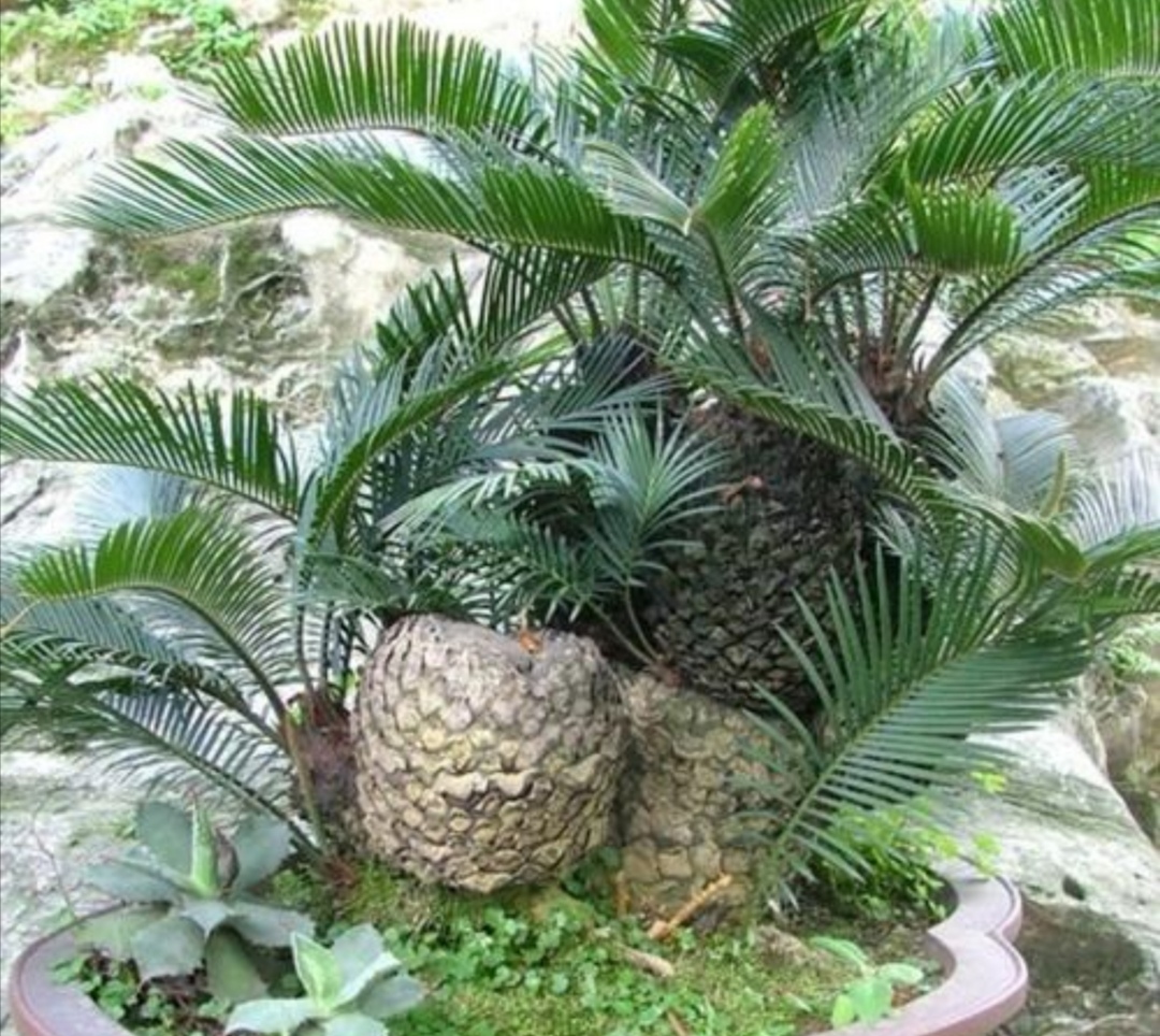 养苏铁盆栽,做好5个方面的养护,才能大量长叶__财经头条