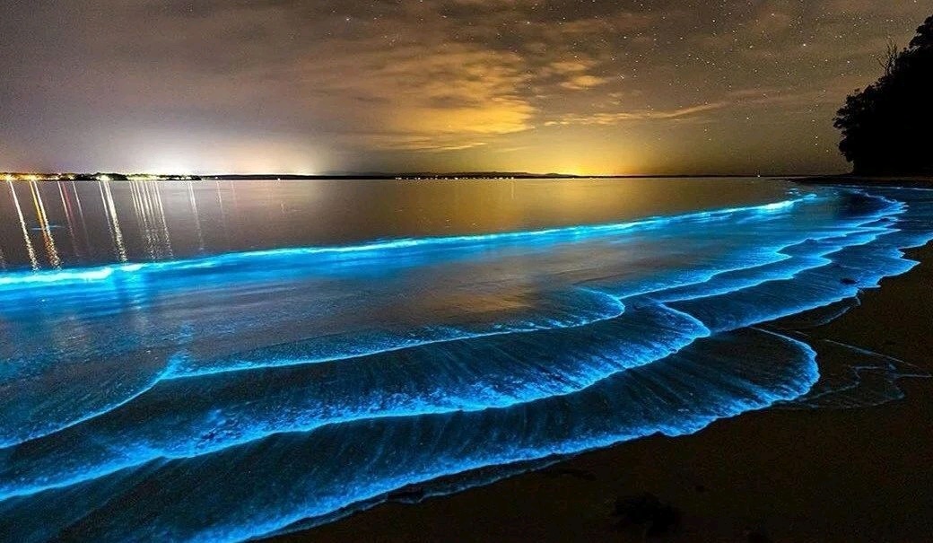 错过了今年首场蓝眼泪别急来情都满足你的愿望