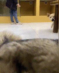 “逛街时女友偷看别人，男友发现后做法太有意思了”哈哈哈休闲区蓝鸢梦想 - Www.slyday.coM