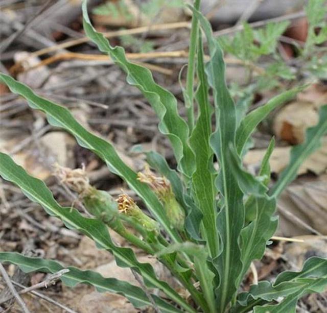 荒地里生长的这种野草根茎粗壮不易采挖却有消肿散结的功效