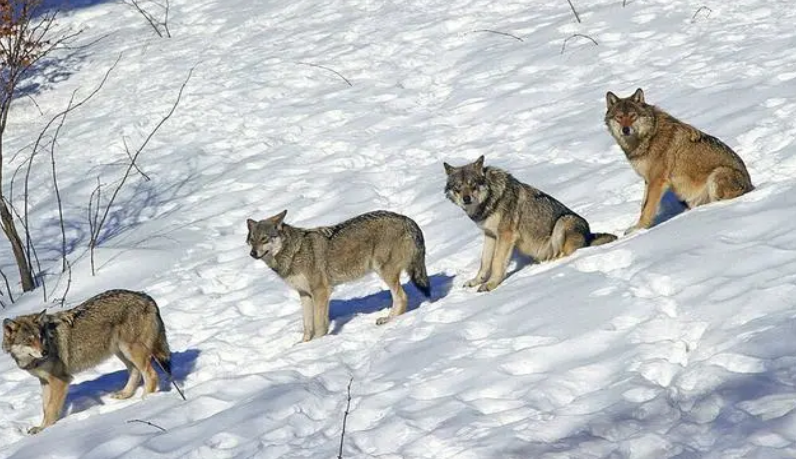 任正非人又不是我赶跑的孙亚芳反驳华为人才流失已成事实