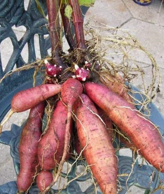 饱饱的,然后等到盆土处于缺水或是缺营养的时候,肉质根就会将事先储备