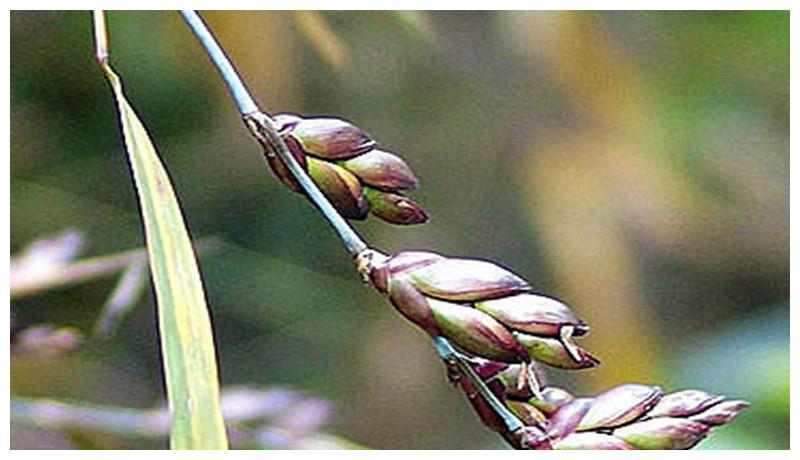 竹子也是有果实的,五十年结一次果,口感却非常绵密