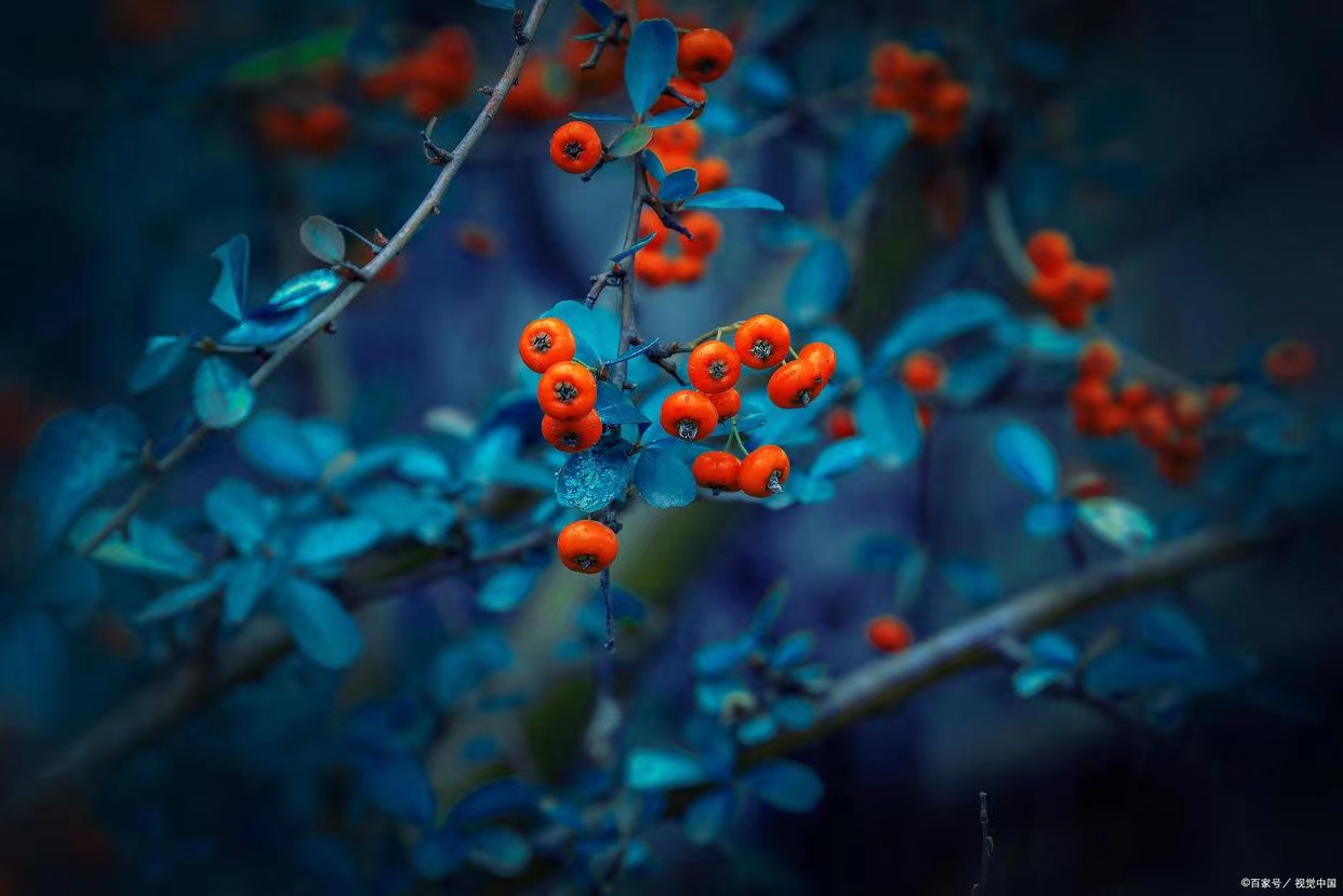 沙棘多少钱，沙棘原浆哪里有卖！