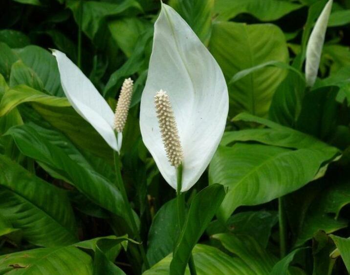 清洁卫士白鹤芋了解日常养护3步曲长得浓绿茂盛