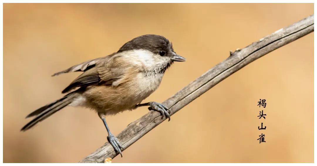 山西鸟类图鉴褐头山雀