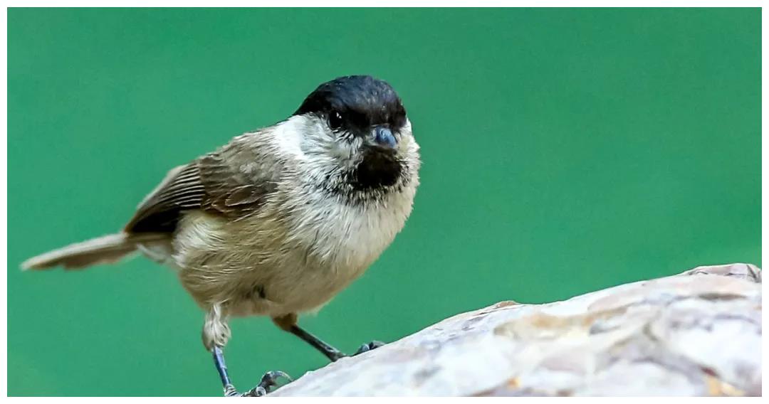 "山西鸟类图鉴"|褐头山雀__财经头条