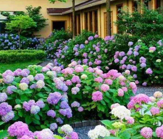 喜欢赏花 就养此款小花 家里种1棵 就能开出一面花墙