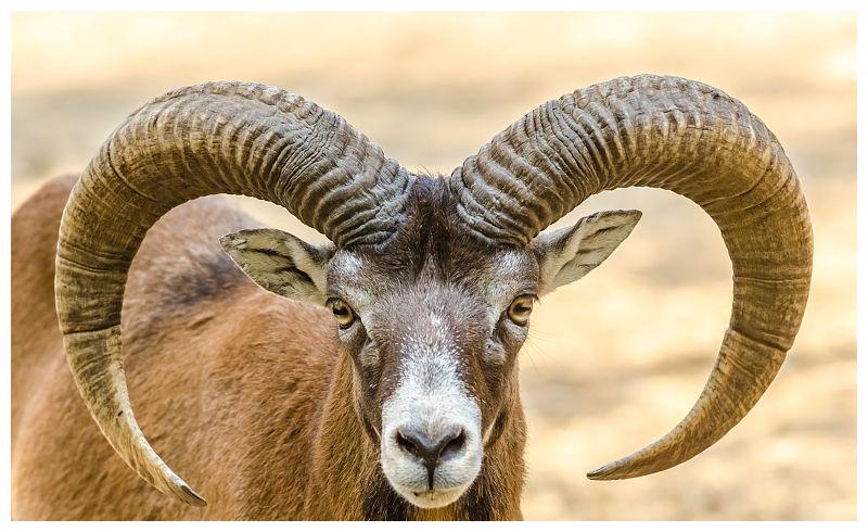 生肖羊:9月有"贵人"相助,好运连连,未来前途一片大好|属相|贵人|好运