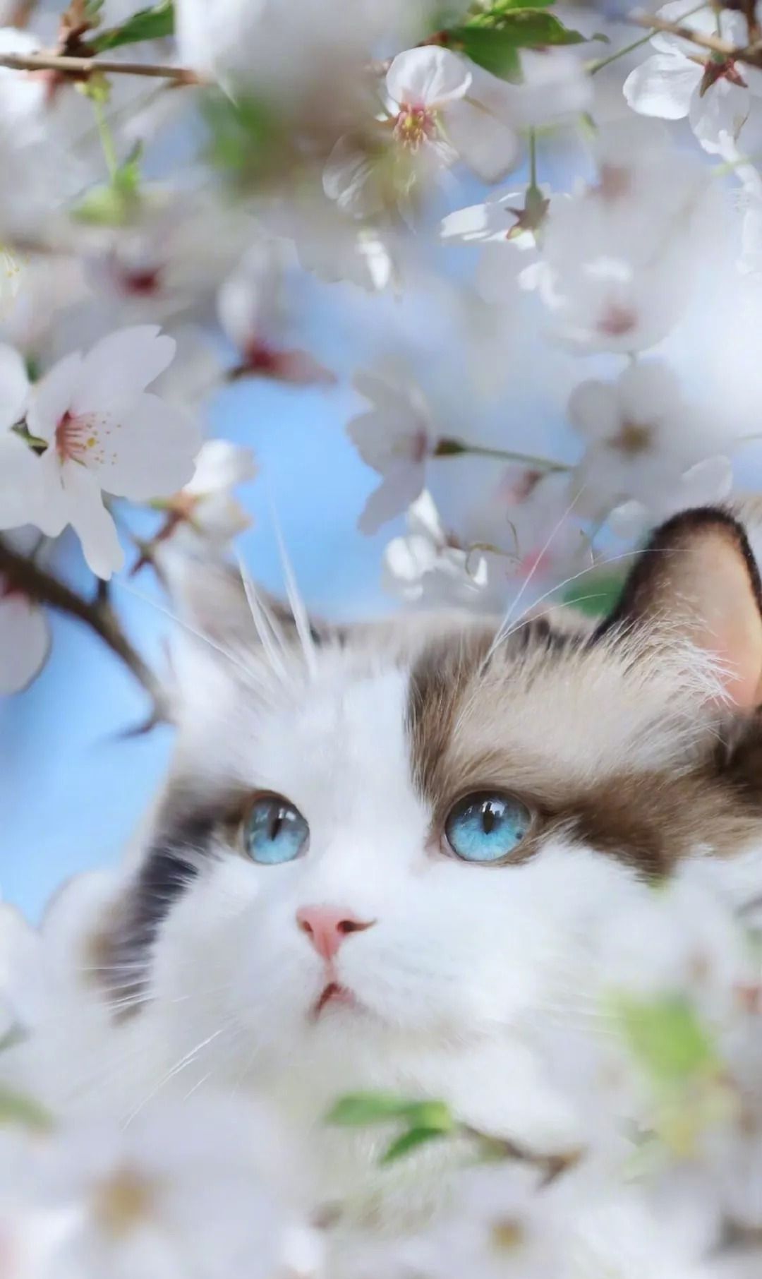 猫咪控的福利:遥远外太空来的喵星人