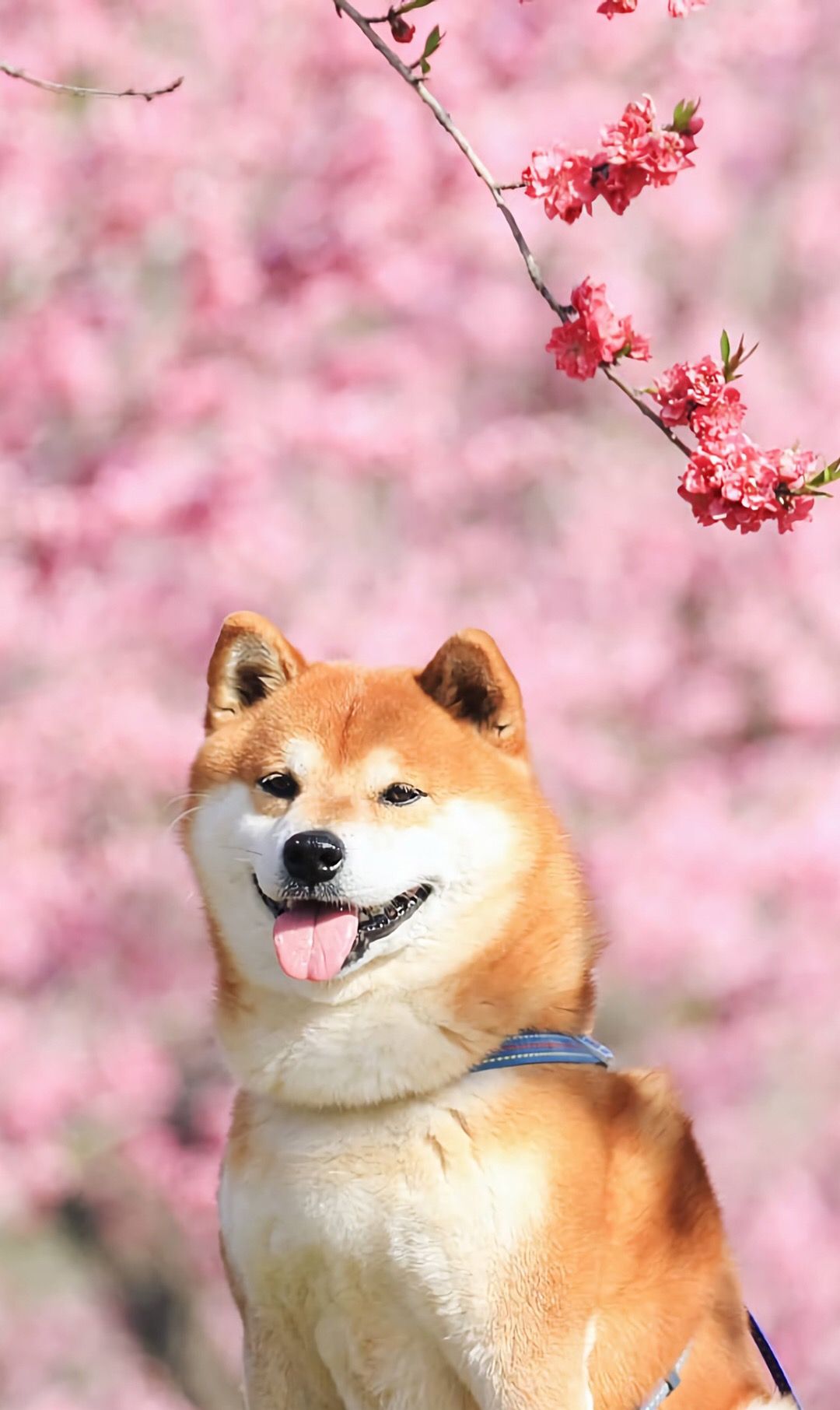 可爱爆棚的秋田犬,天生一副惹人爱的笑脸